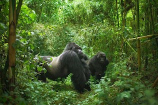 Oog in oog met berggorilla’s in Rwanda