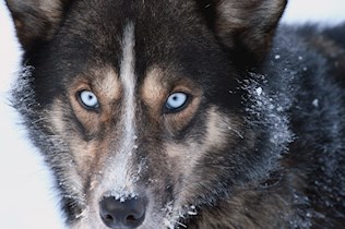 Husky-expeditie in Noors Lapland