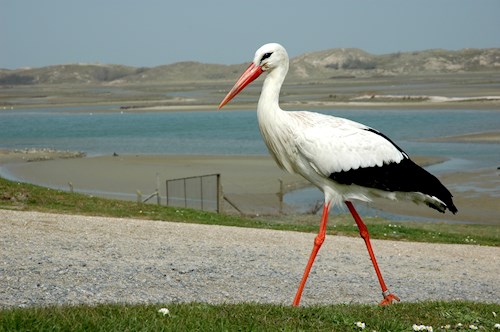 Natuurfotografie in het Zwin