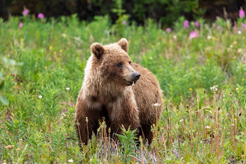 West-Canada: kamperen en natuurpracht