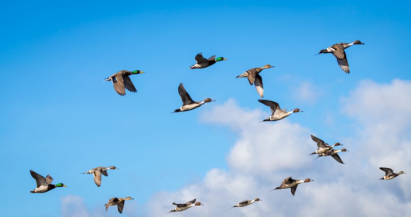Daguitstap vogels spotten en natuurfotografie Daguitstap vogels spotten en natuurfotografie