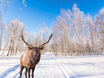Natuurpracht in Finland en Lapland