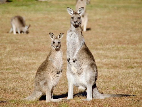 Roadtrip Down Under: East Coast Australië