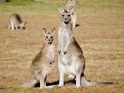 Roadtrip Down Under: East Coast Australië